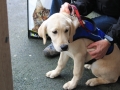 guide dog day 050