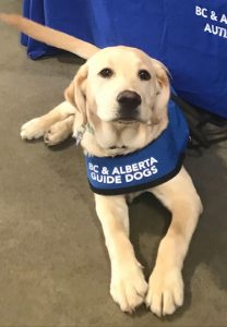 Puppy in training sits in front of the BC and Alberta Guide Dogs booth