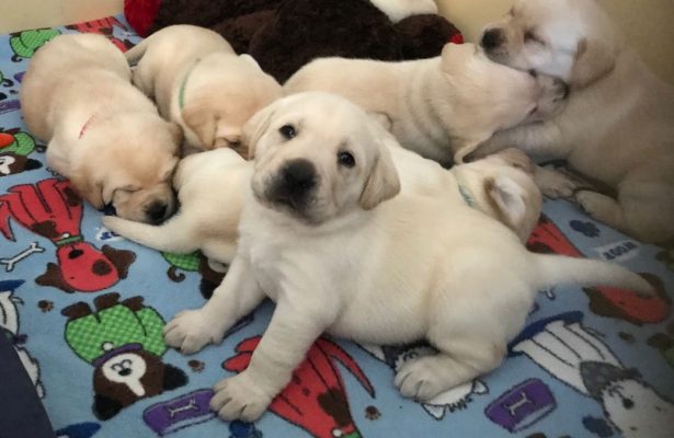 Cute yellow Labrador puppy looks longingly at the camera, surrounded by sleeping puppies